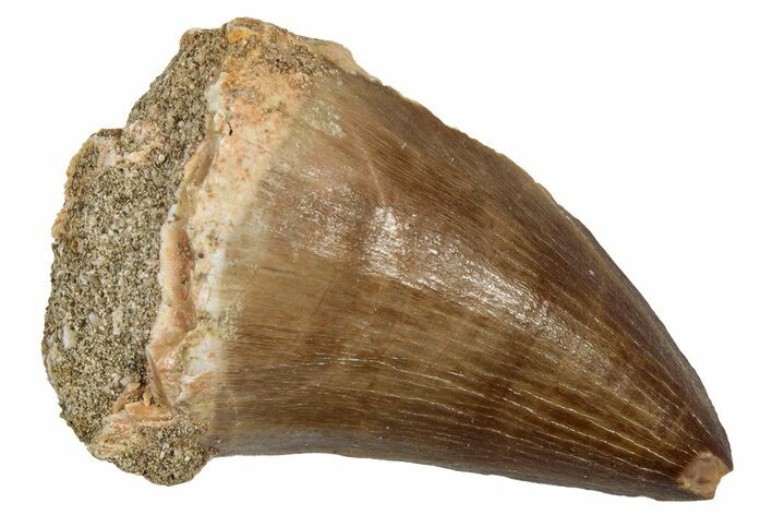 Fossil Mosasaur (Hainosaurus) Tooth - Morocco #345154